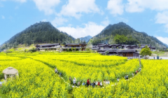 七姊妹山的珙桐群落、高山云海园梯田